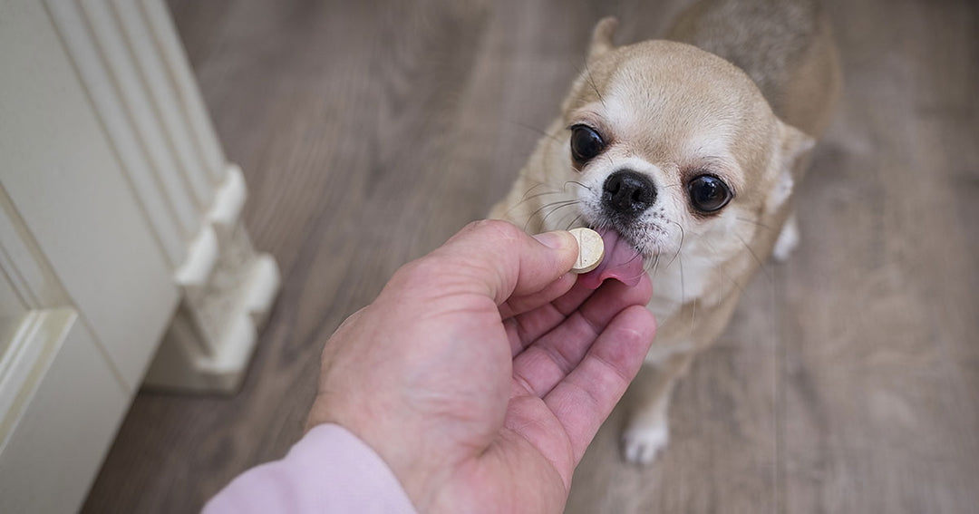 A Kinder Way to Give Your Dog or Cat Medication