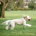 100% Cold Pressed Hemp Seed Oil for Dogs 250ml