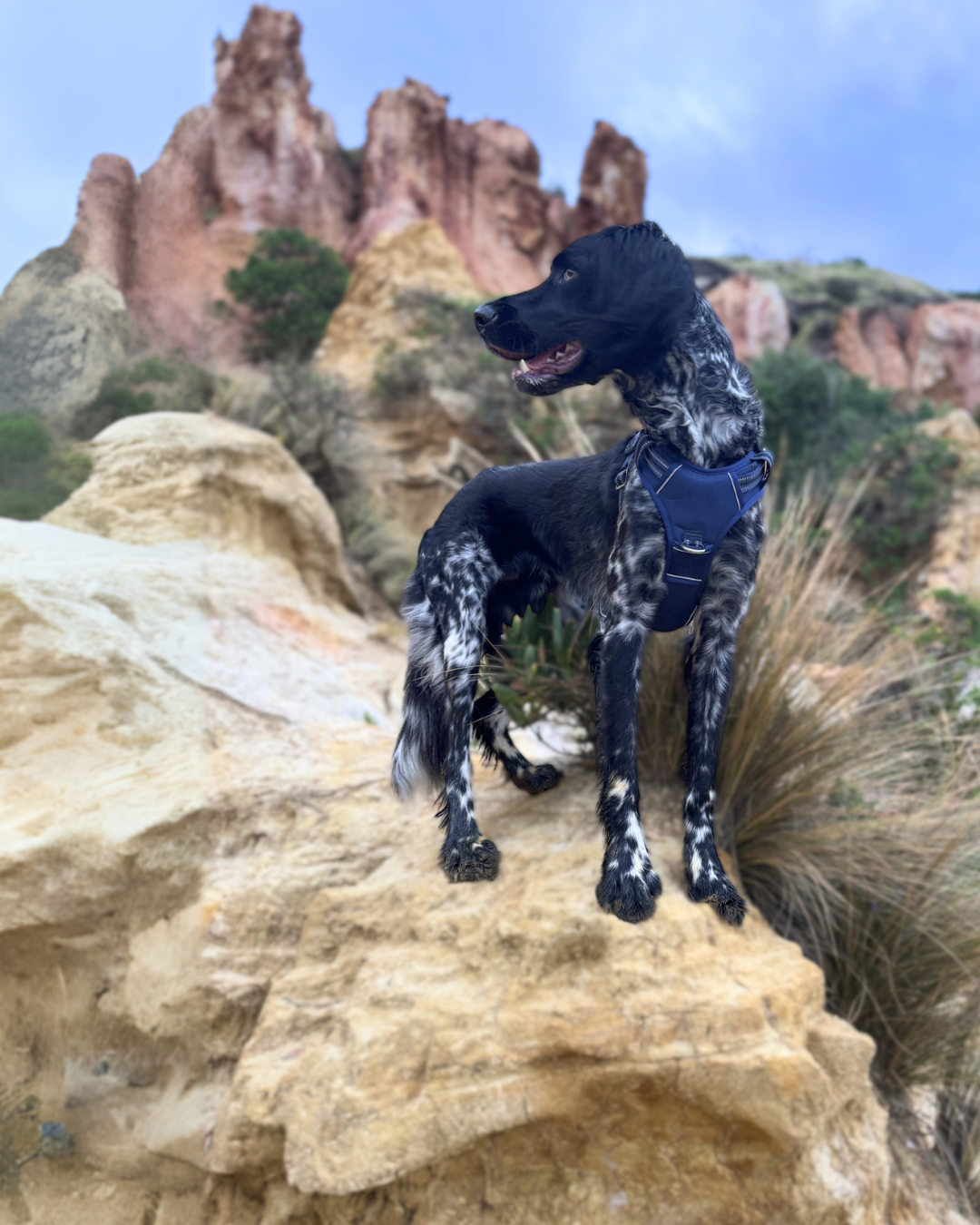 DOOG Neotech Dog Harness