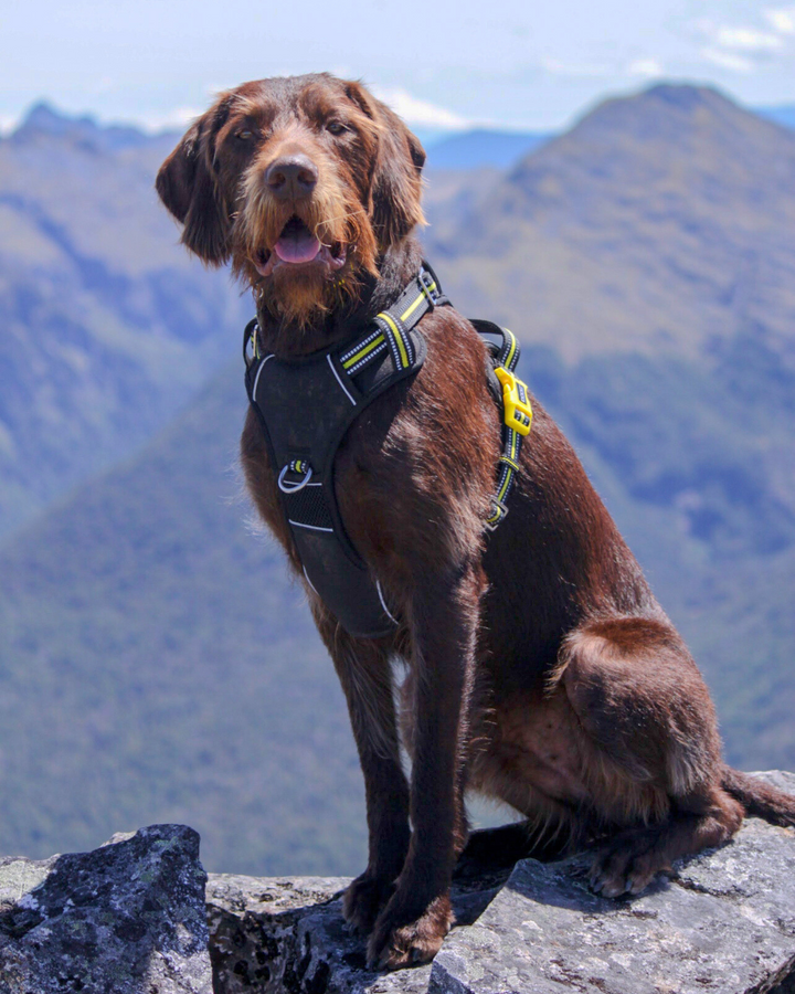 DOOG Neotech Dog Harness