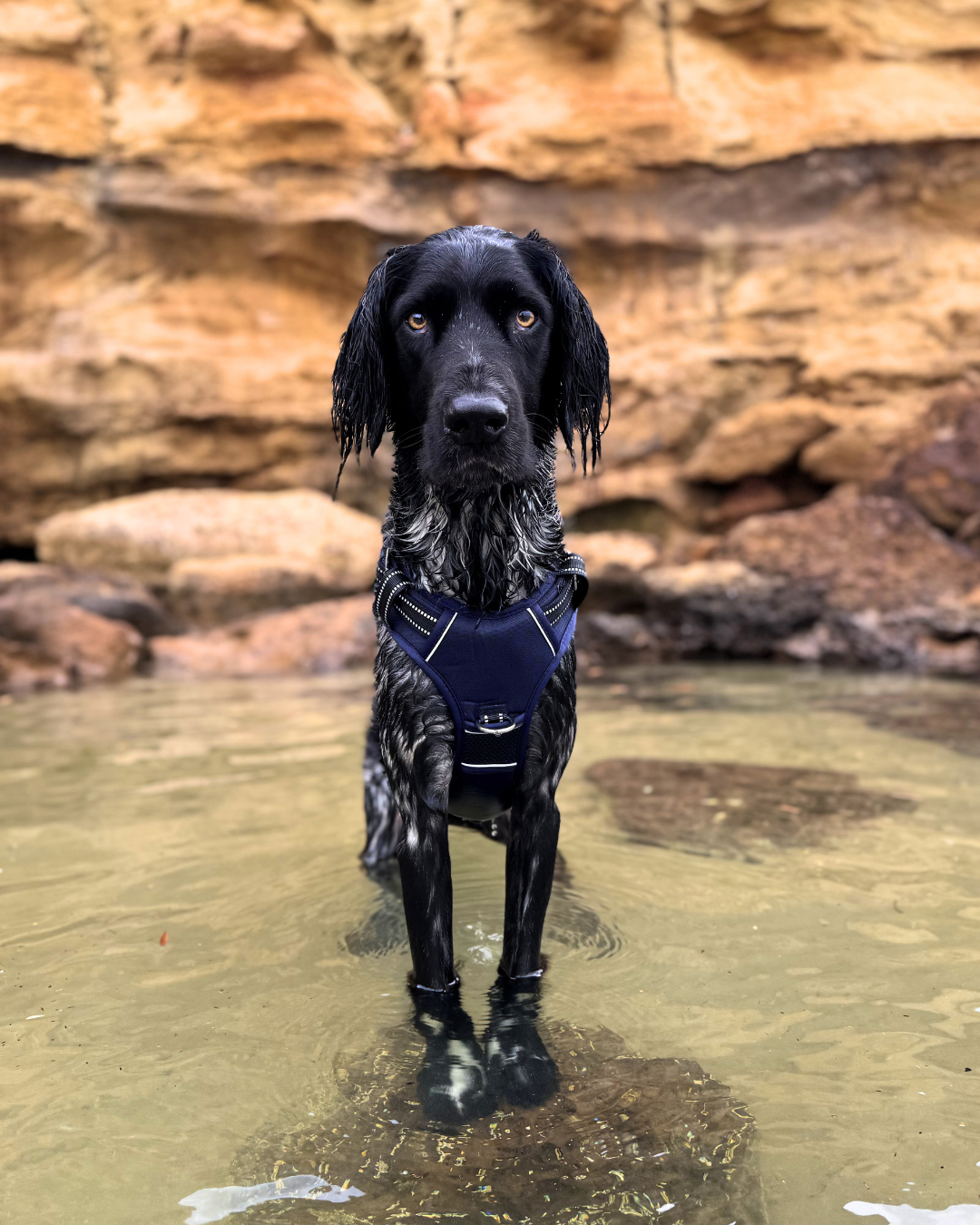 DOOG Neotech Dog Harness
