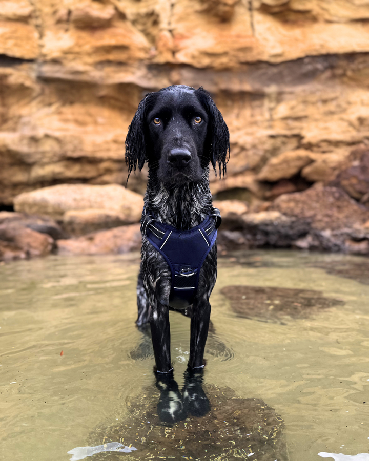 DOOG Neotech Dog Harness