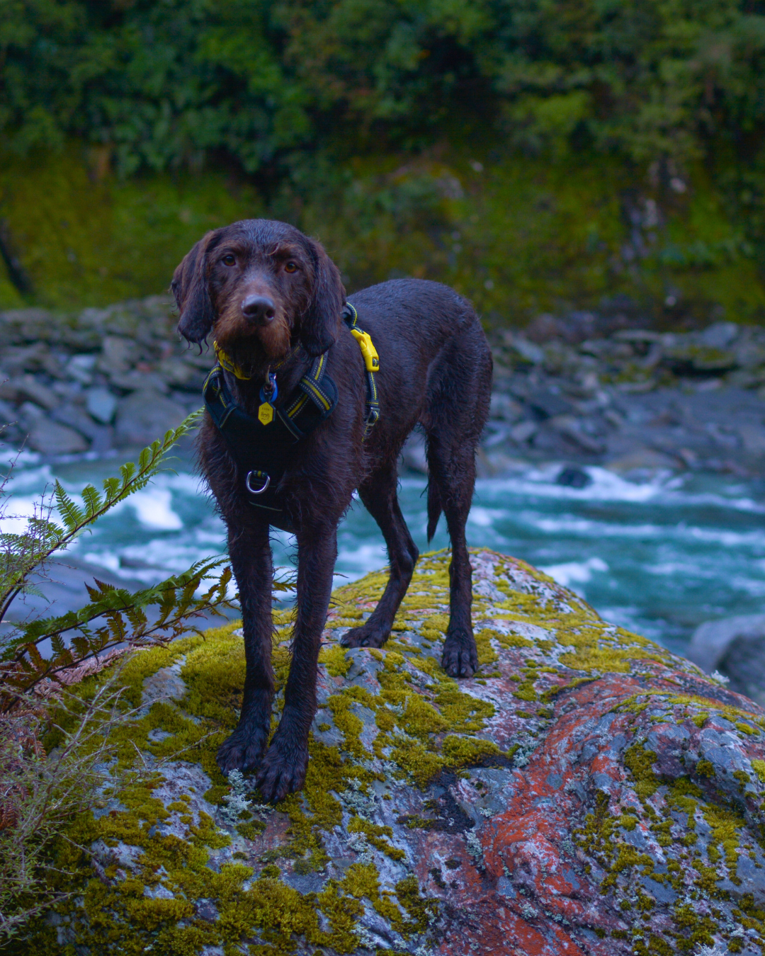 DOOG Neotech Dog Harness