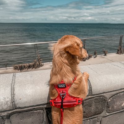 DOOG Neotech Dog Harness