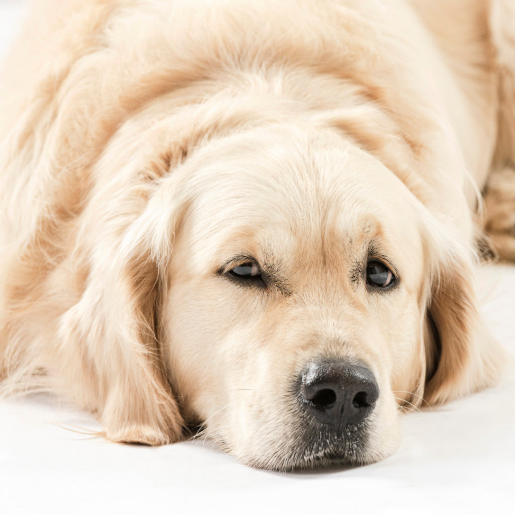 Hemp Anxiety Aid 200g