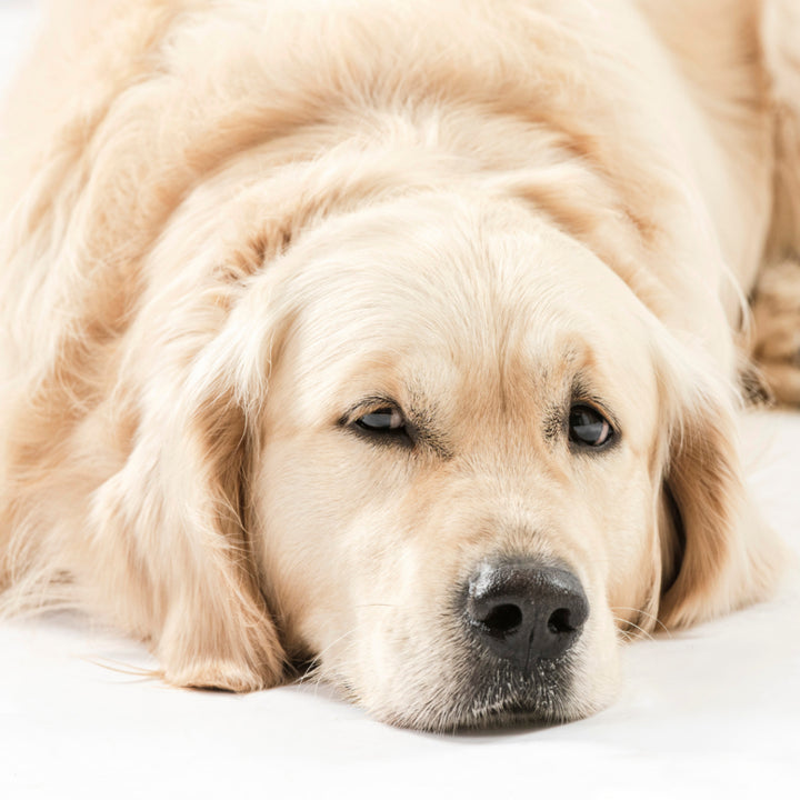 Hemp Anxiety Aid 200g