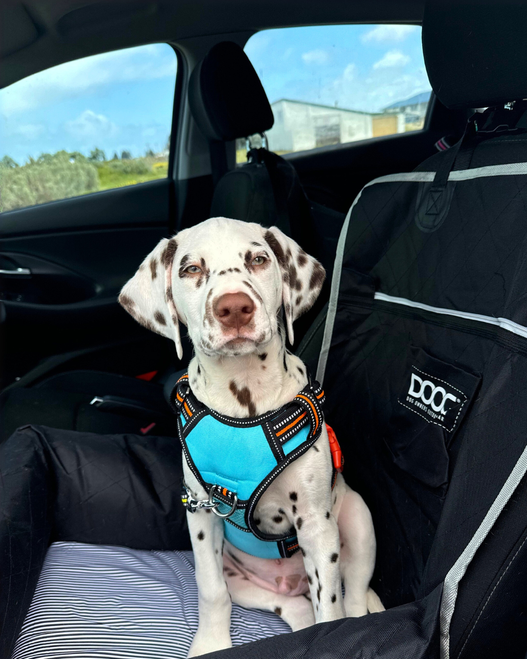 DOOG Neotech Dog Harness