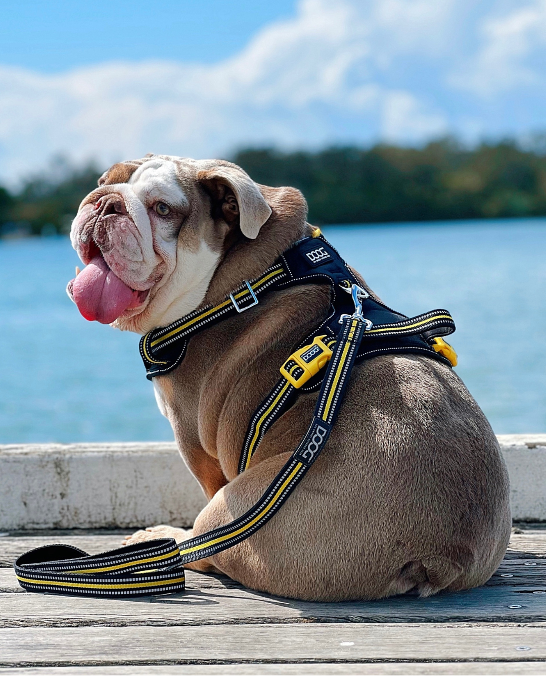 DOOG Neotech Dog Harness