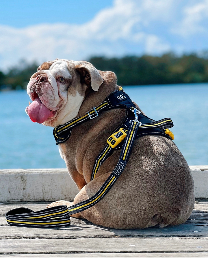 DOOG Neotech Dog Harness