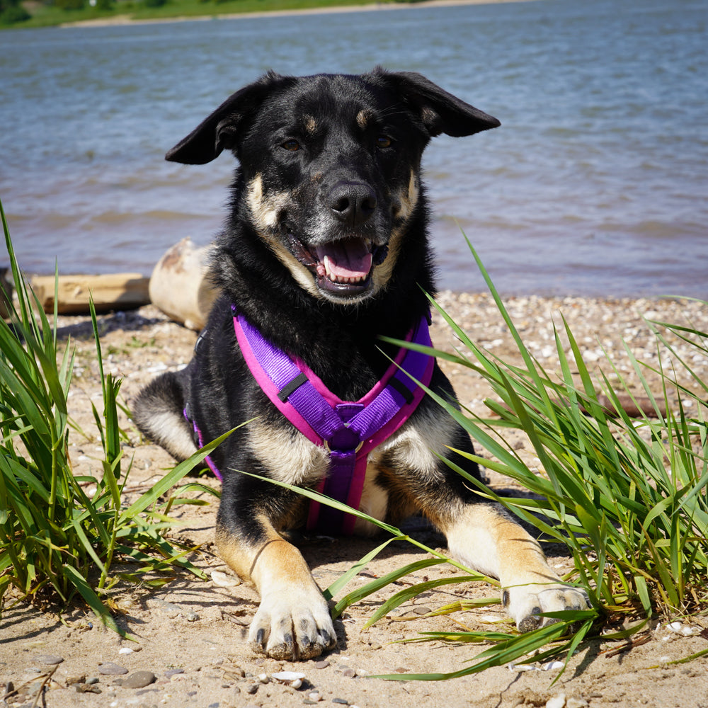 Anny.x Harness Fun