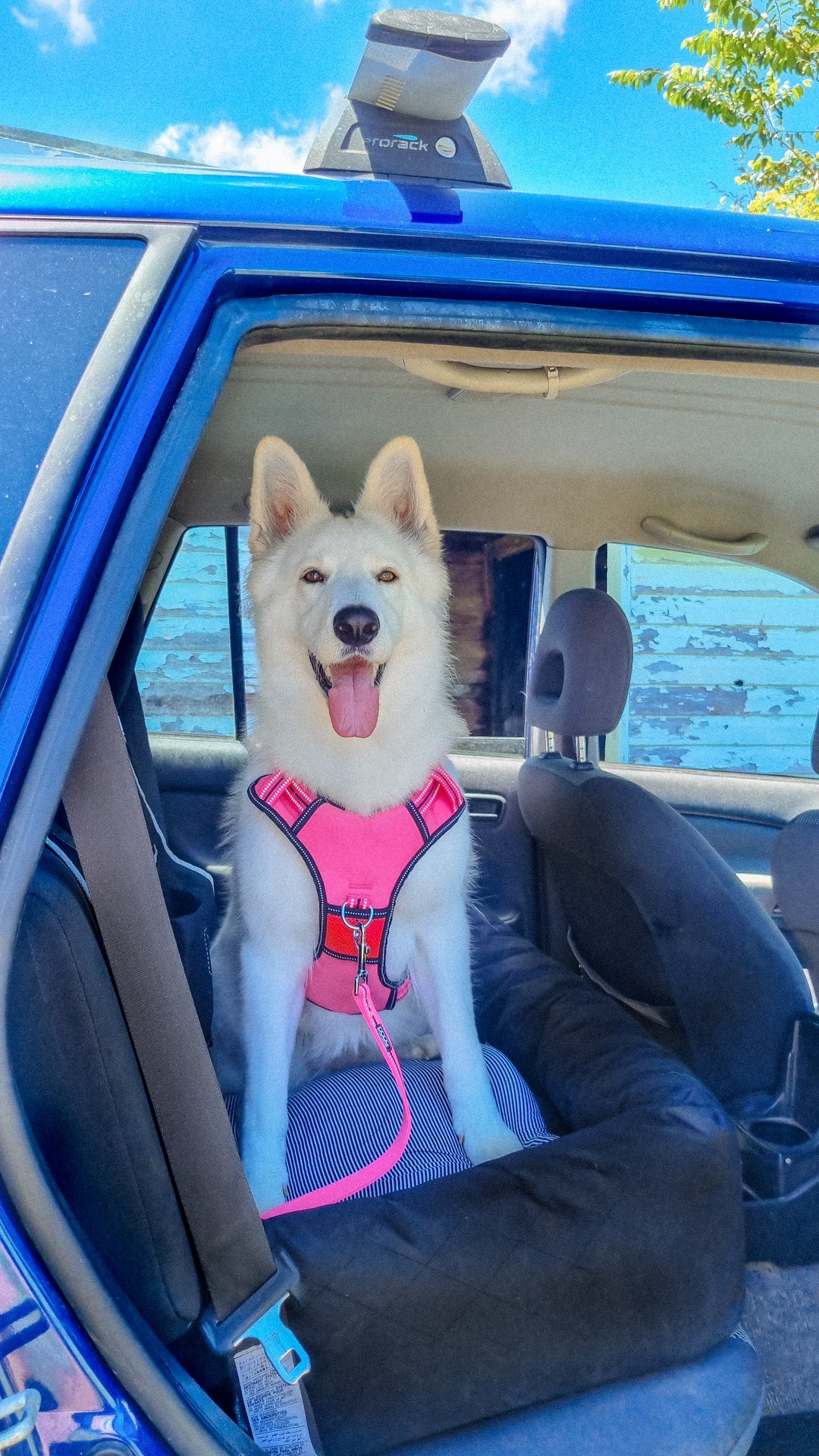 DOOG Neotech Dog Harness