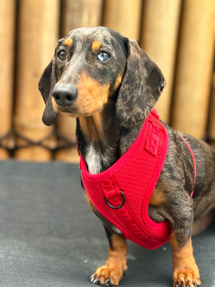 DOOG Neosport Dog Harness