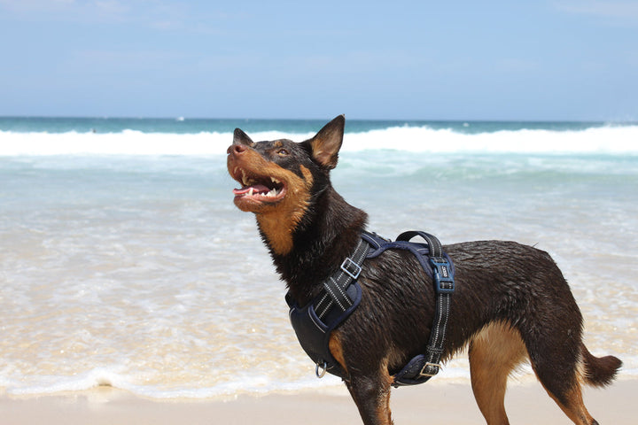 DOOG Neotech Dog Harness