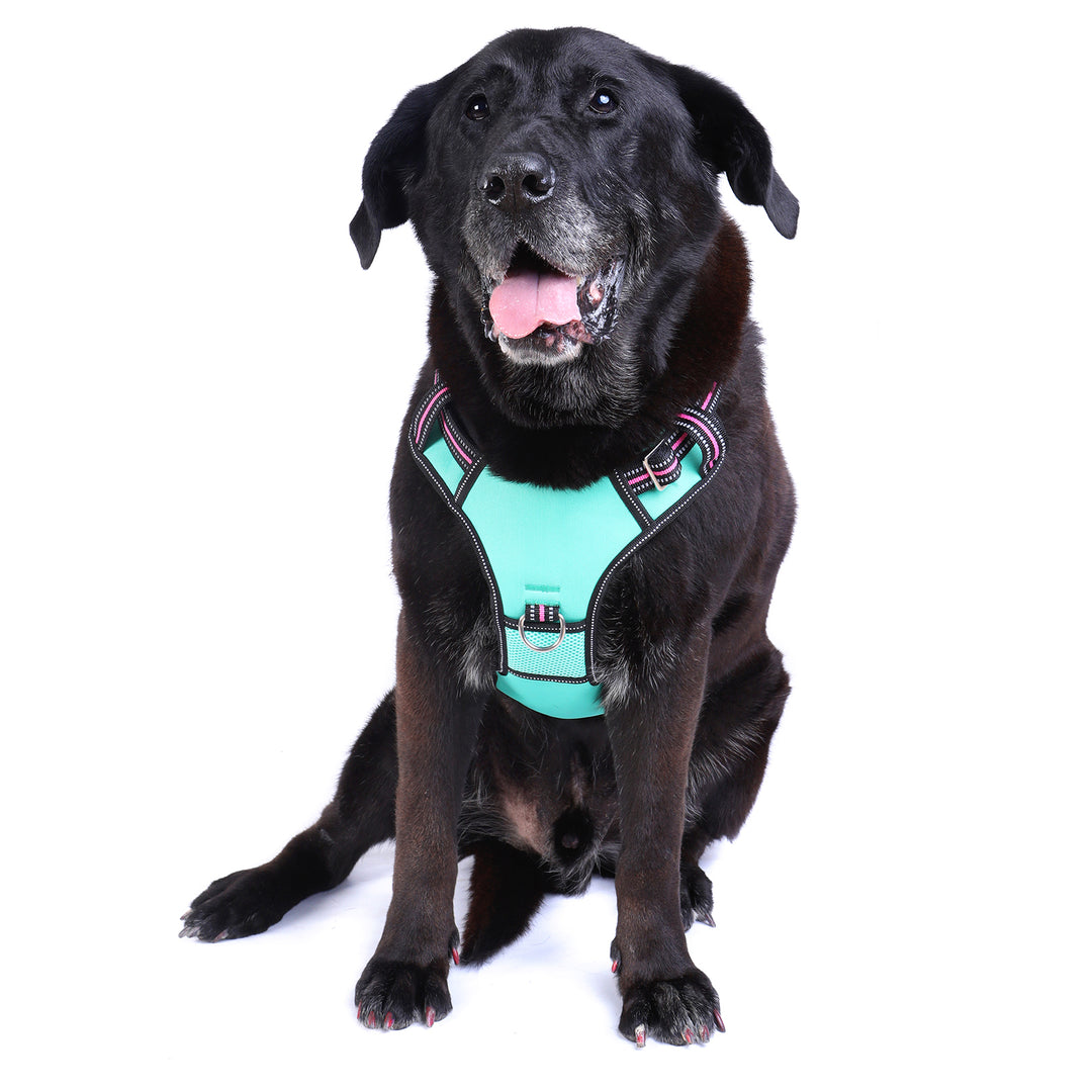 DOOG Neotech Dog Harness