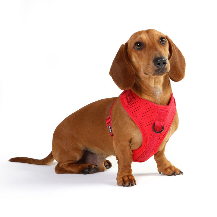 DOOG Neosport Dog Harness