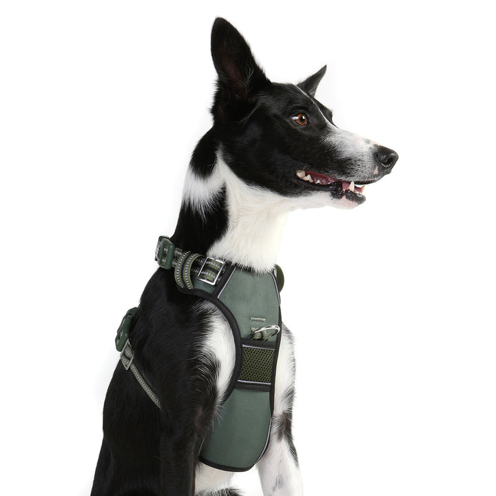 DOOG Neotech Dog Harness