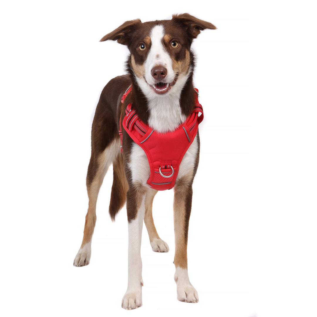 DOOG Neotech Dog Harness