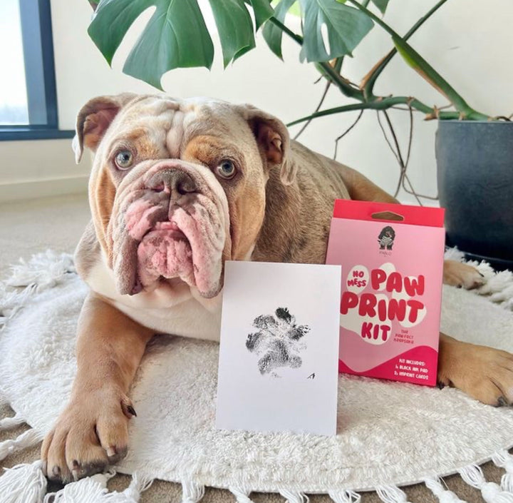 No-Mess Paw Print Kit