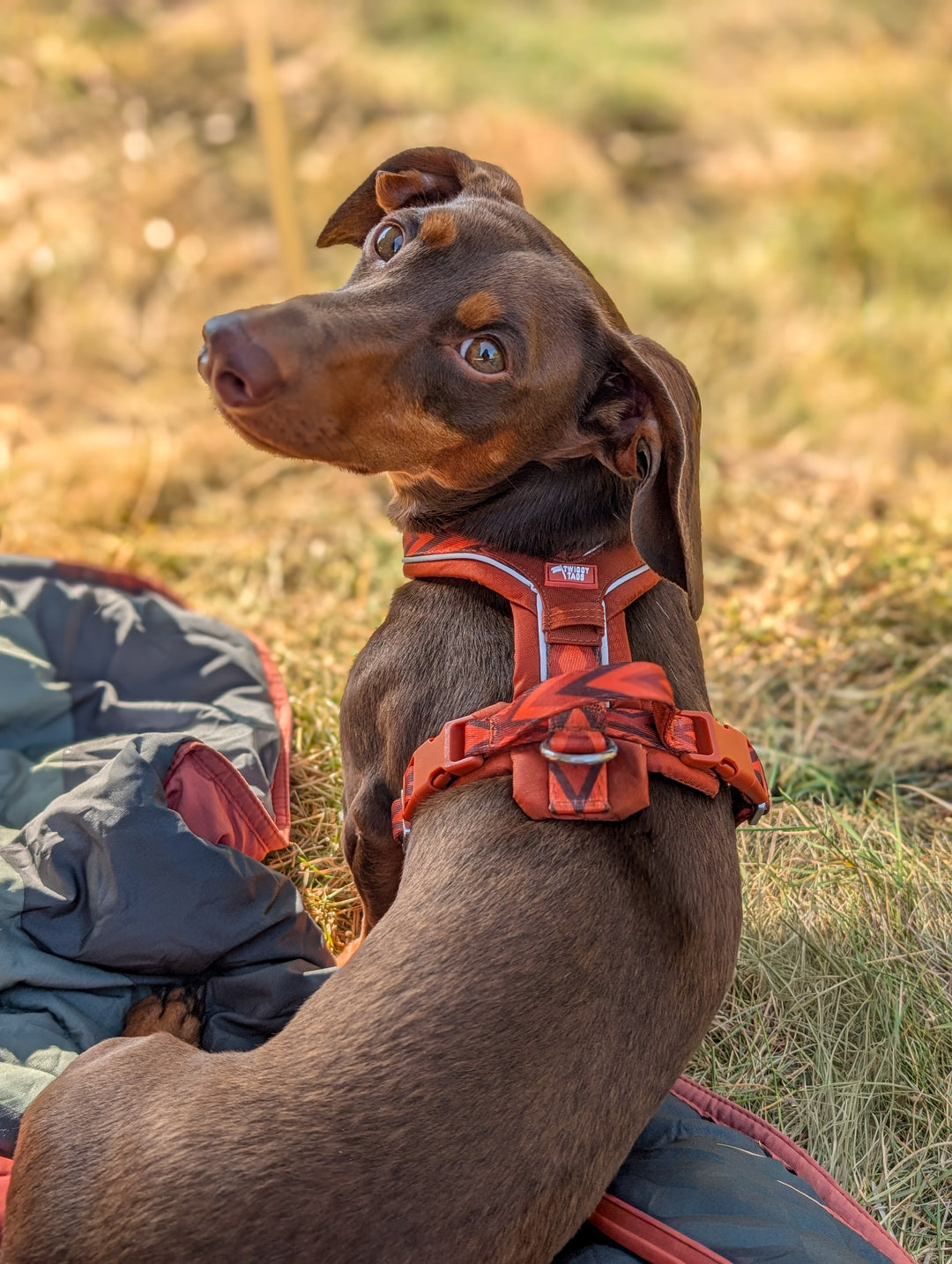 Twiggy Tags Apex Harness