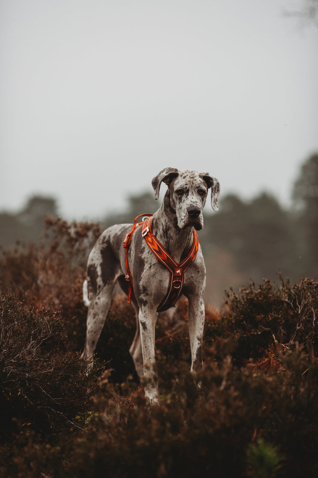 Twiggy Tags Apex Harness