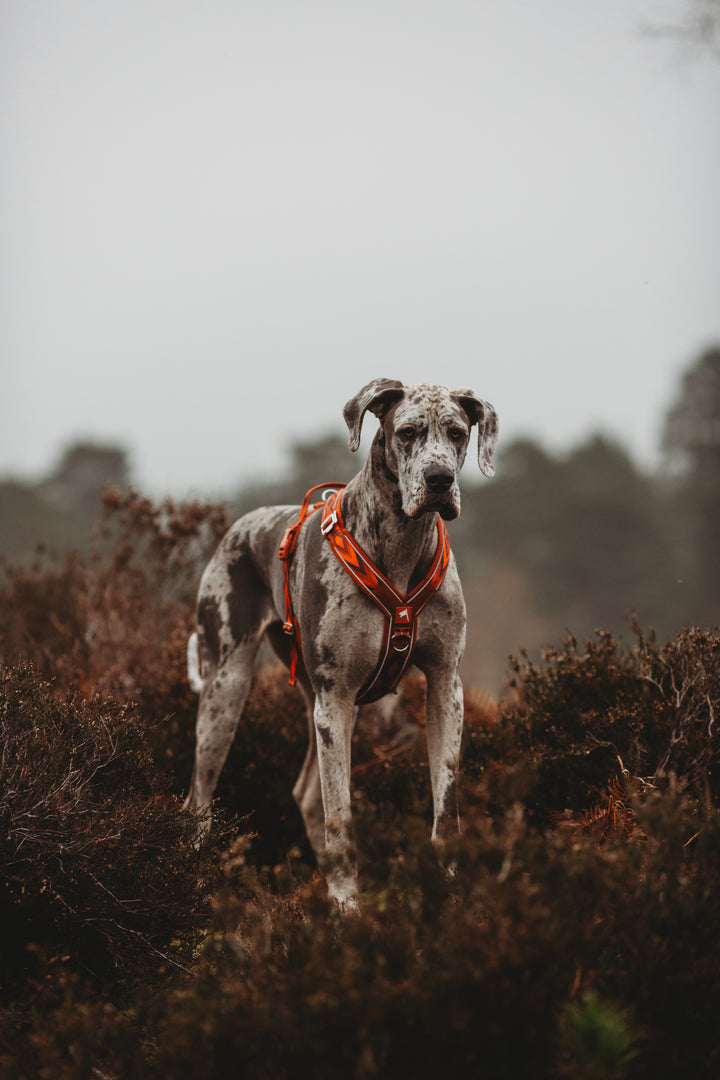 Twiggy Tags Apex Harness