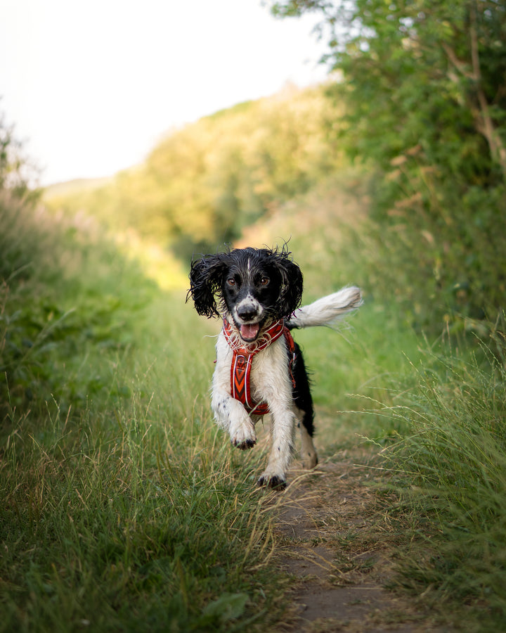 Twiggy Tags Apex Harness