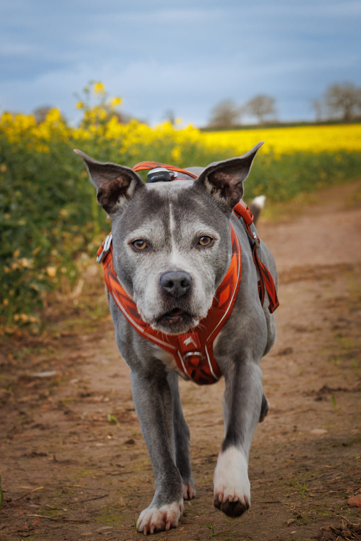 Twiggy Tags Apex Harness