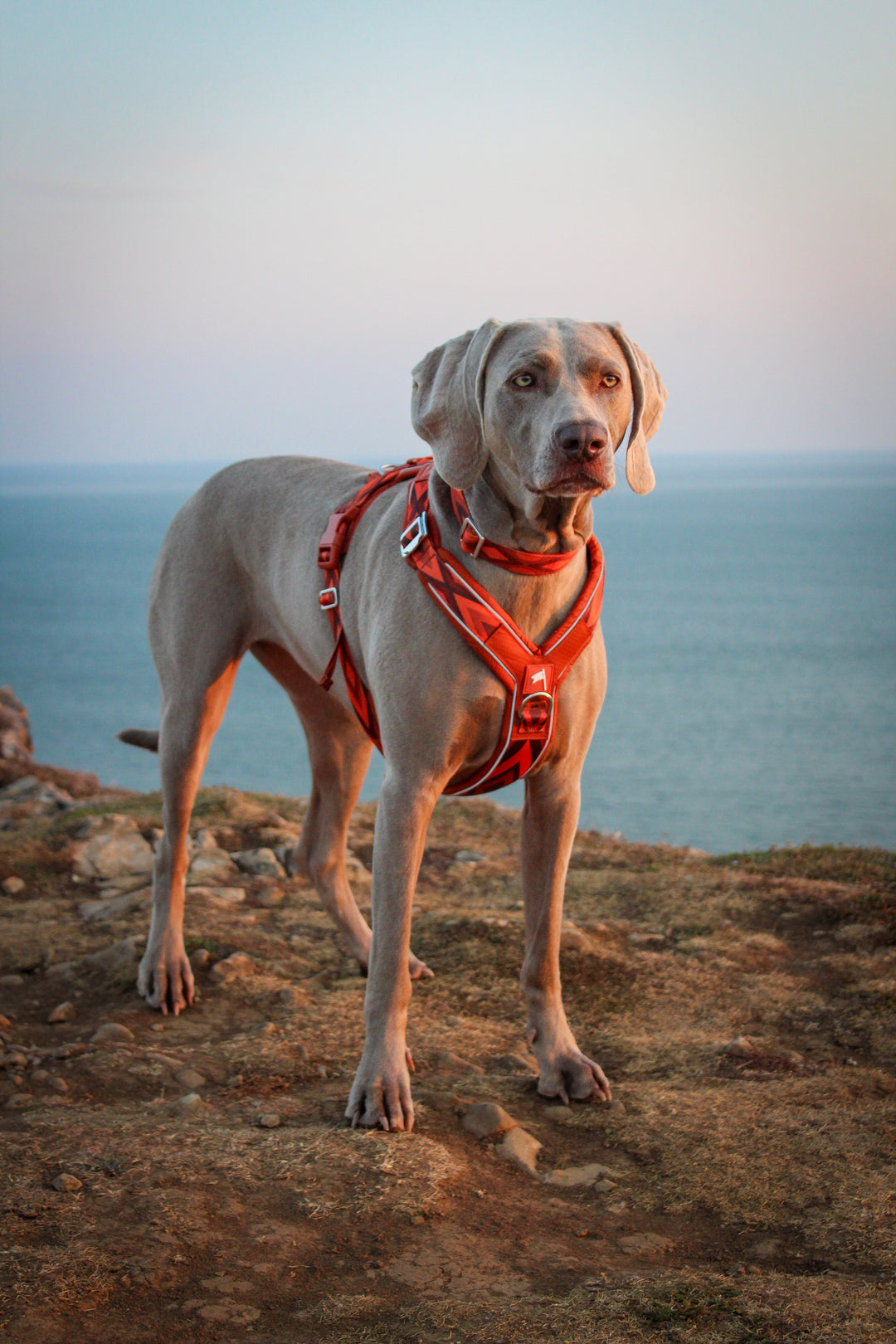 Twiggy Tags Apex Harness