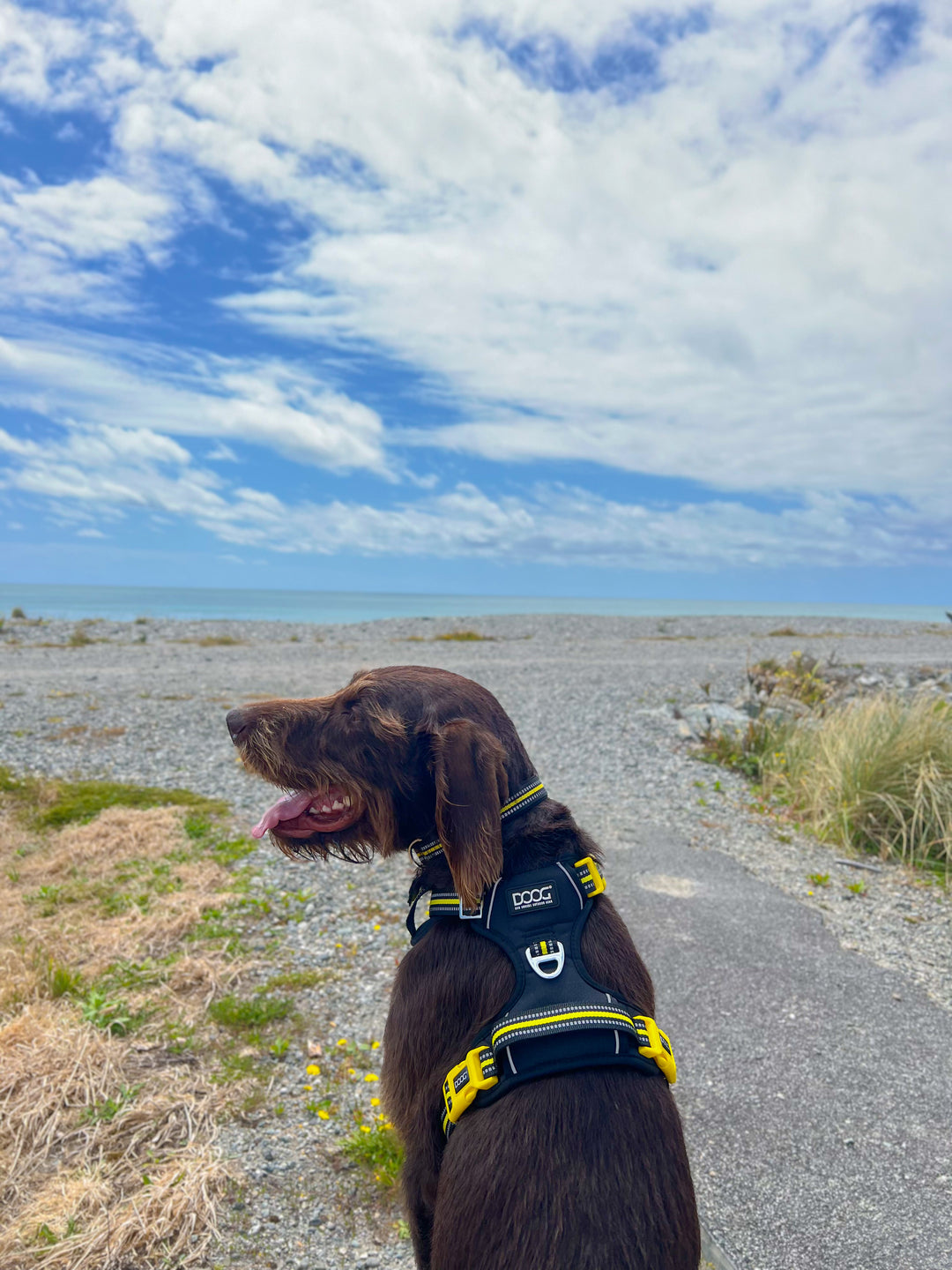 DOOG Neotech Dog Harness