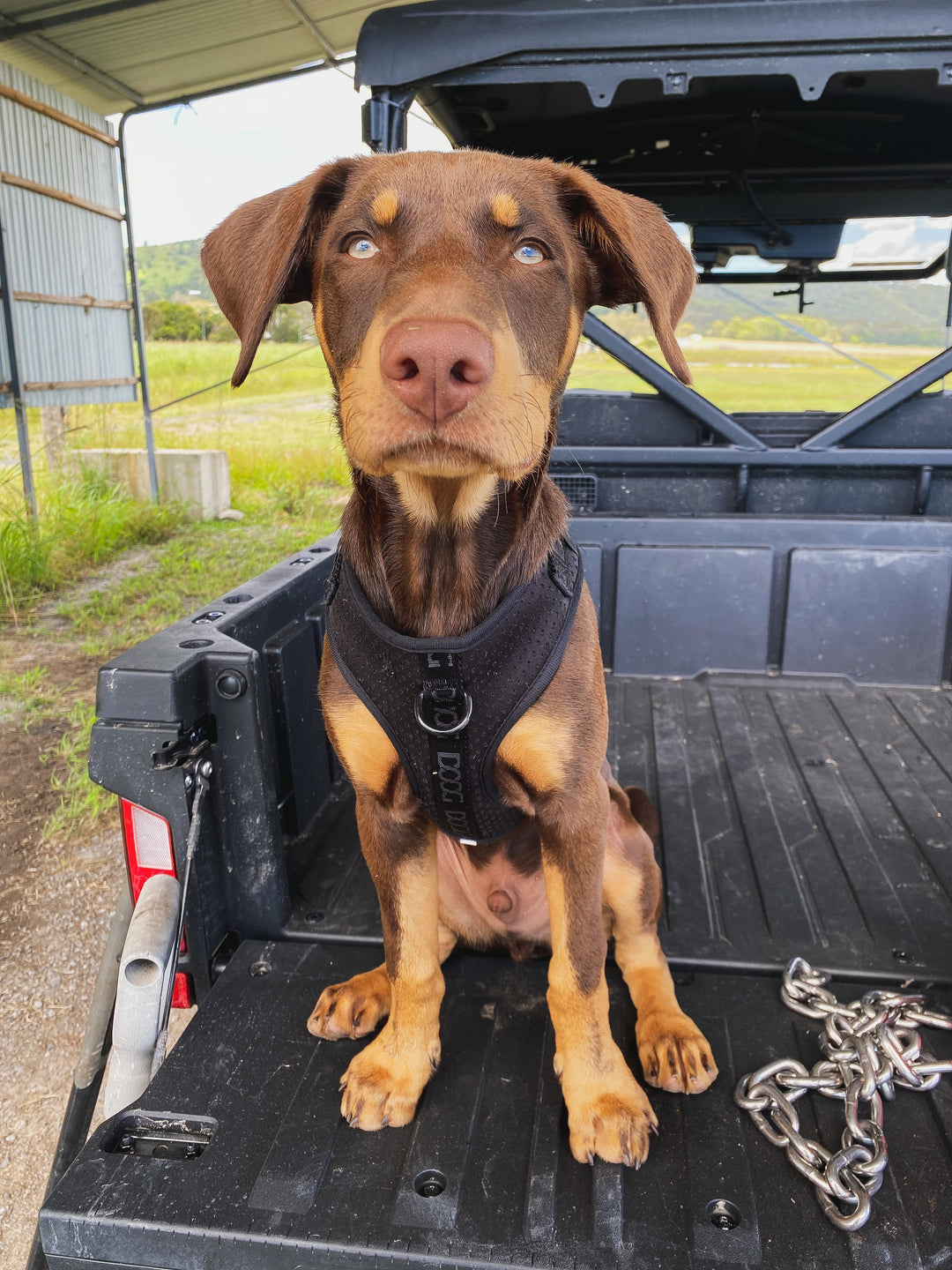 DOOG Neosport Dog Harness