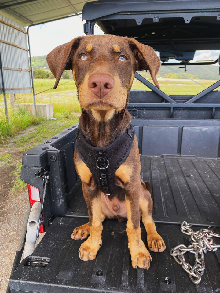 DOOG Neosport Dog Harness