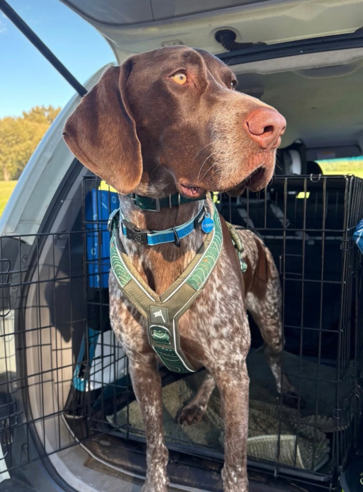 Twiggy Tags Apex Harness