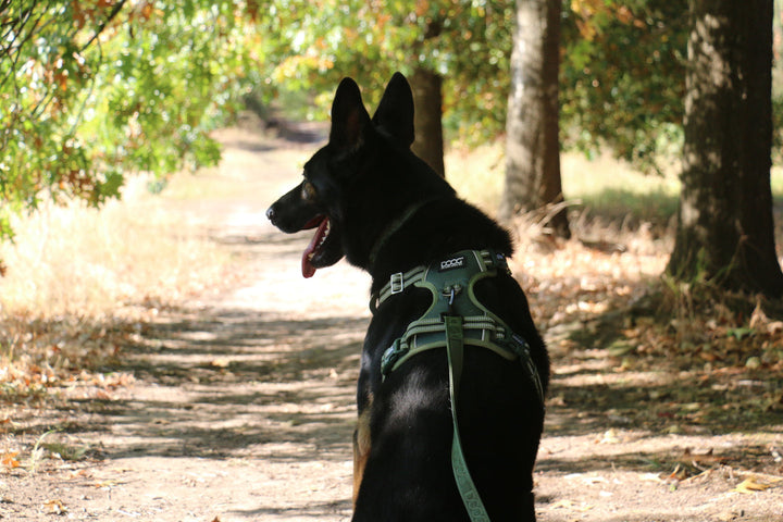 DOOG Neotech Dog Harness