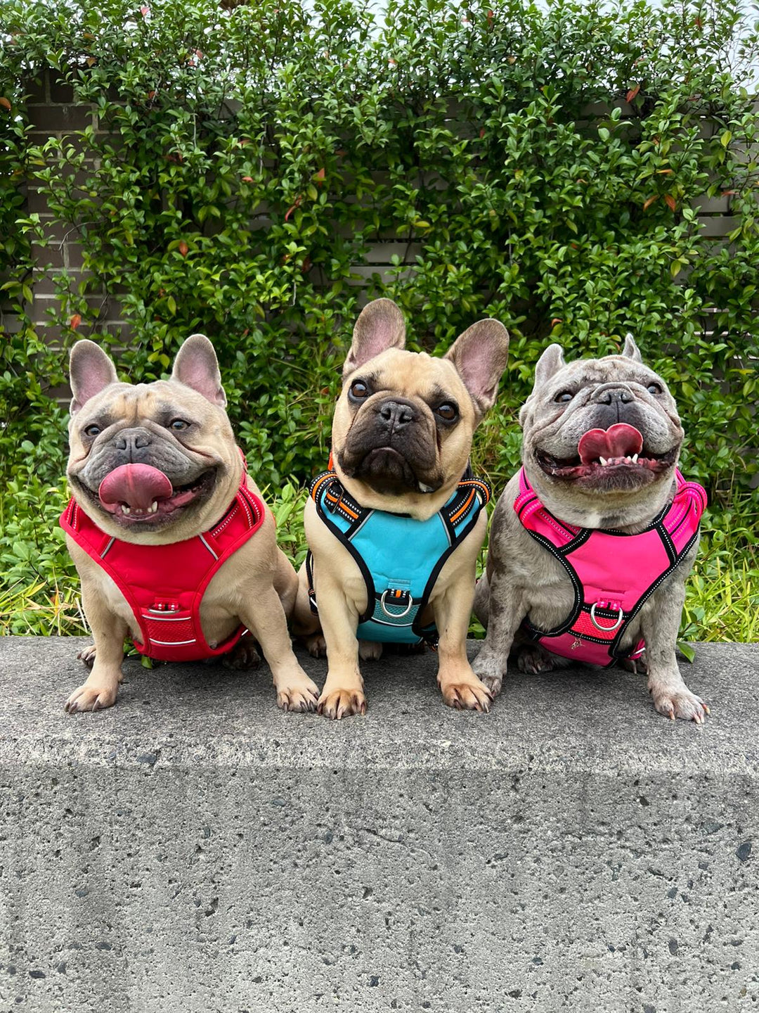 DOOG Neotech Dog Harness