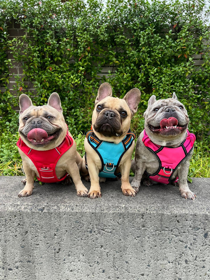 DOOG Neotech Dog Harness
