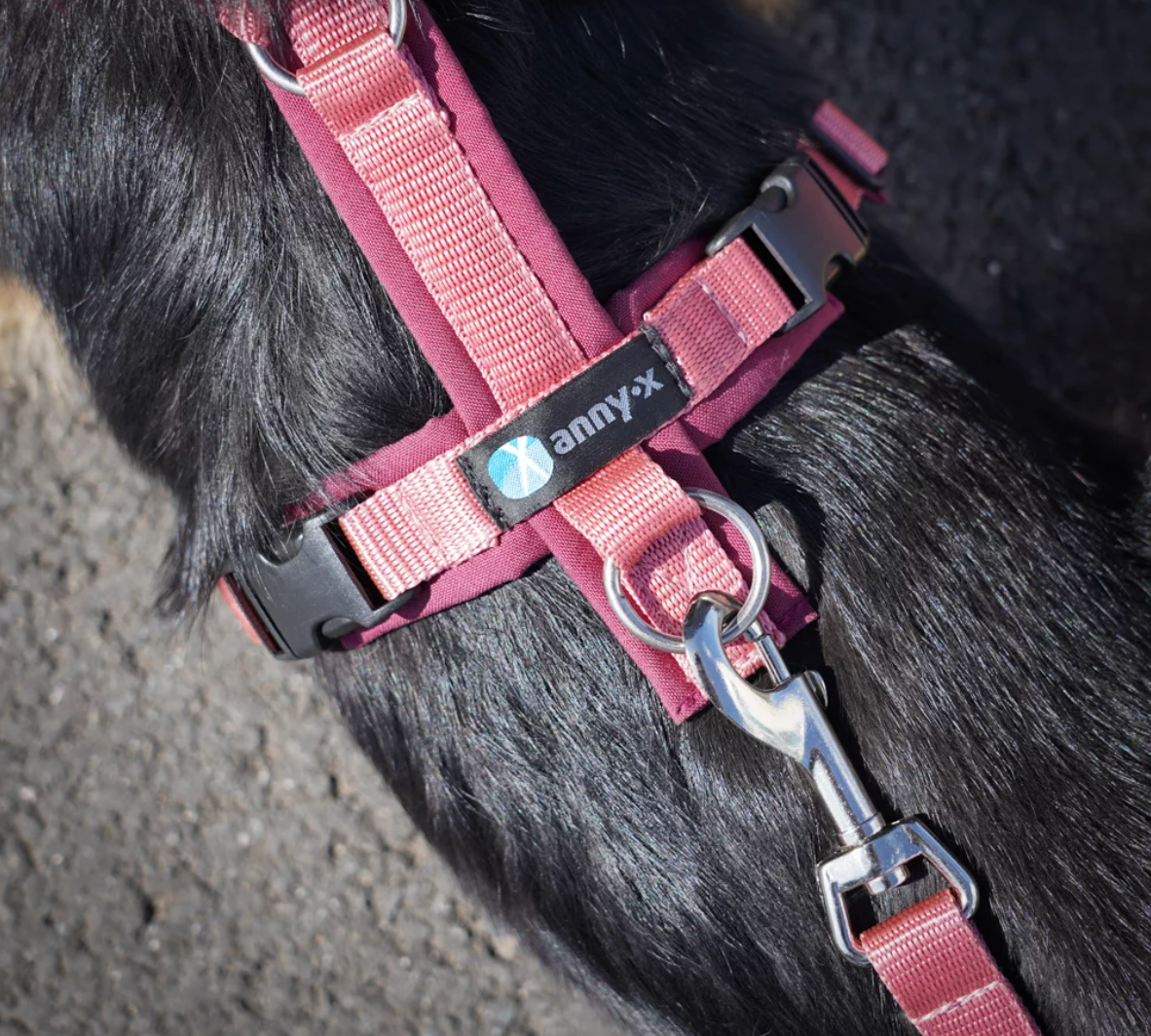 Anny.x Harness Fun