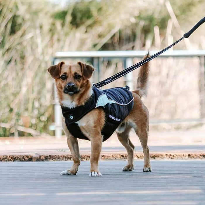 Huskimo Dog Coat Sherpa Black 27cm *