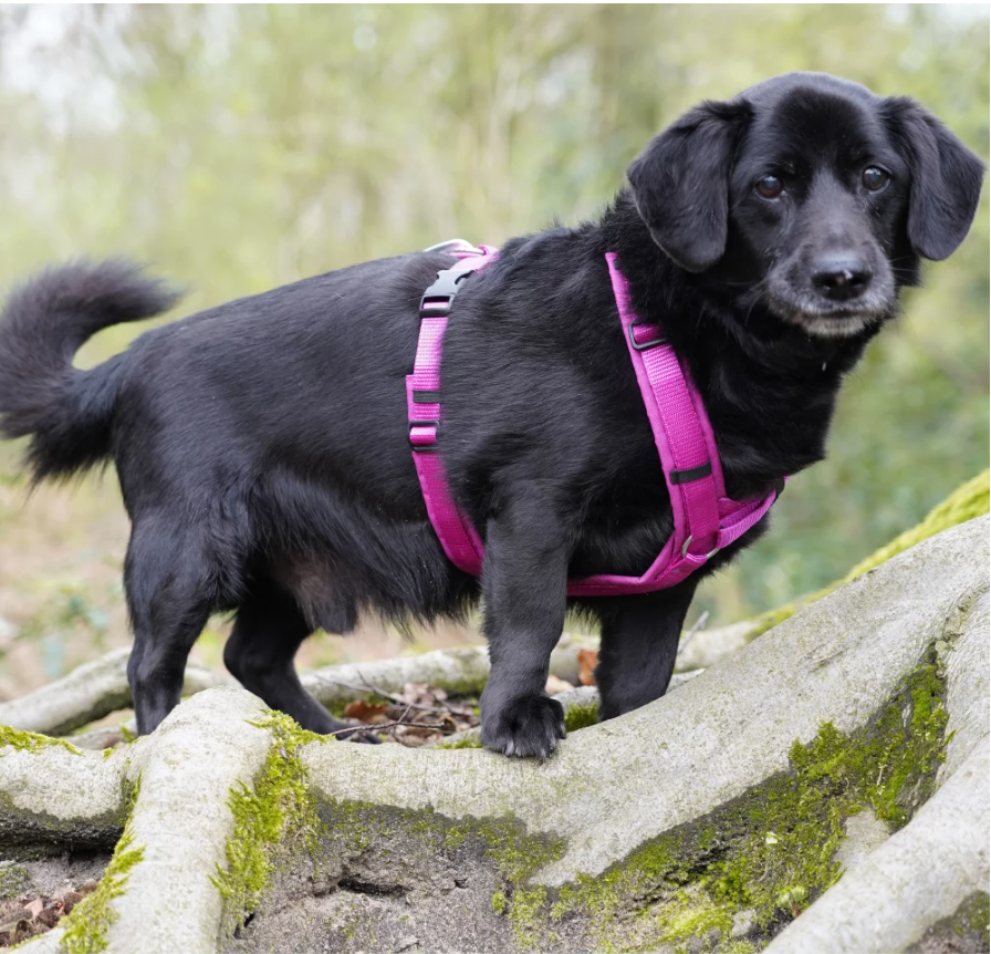 Anny.x Harness Fun