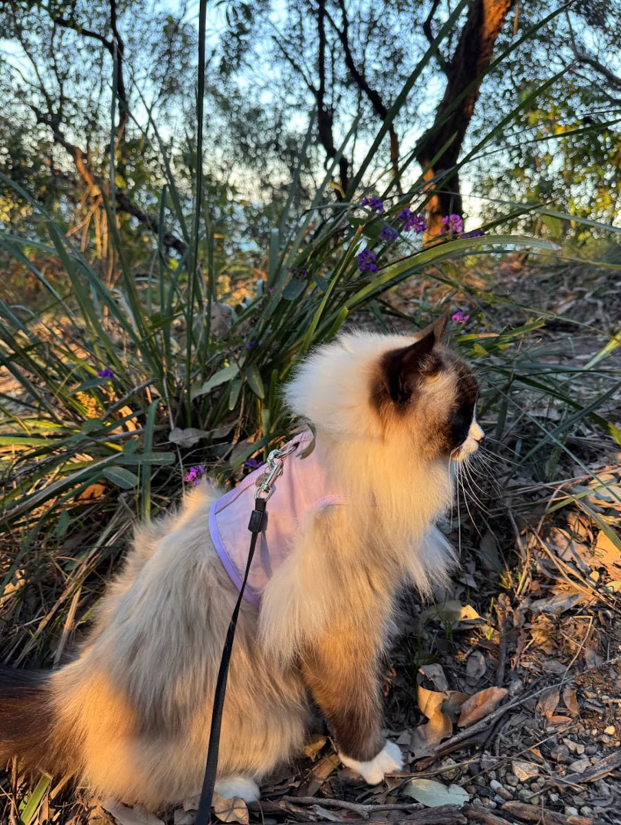 Catventure Escape Proof Harness