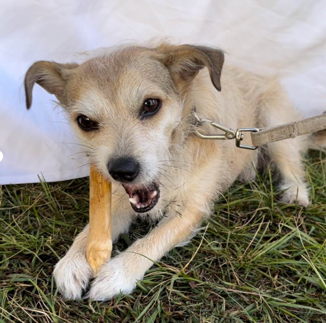 Coffee Wood Chew Toy