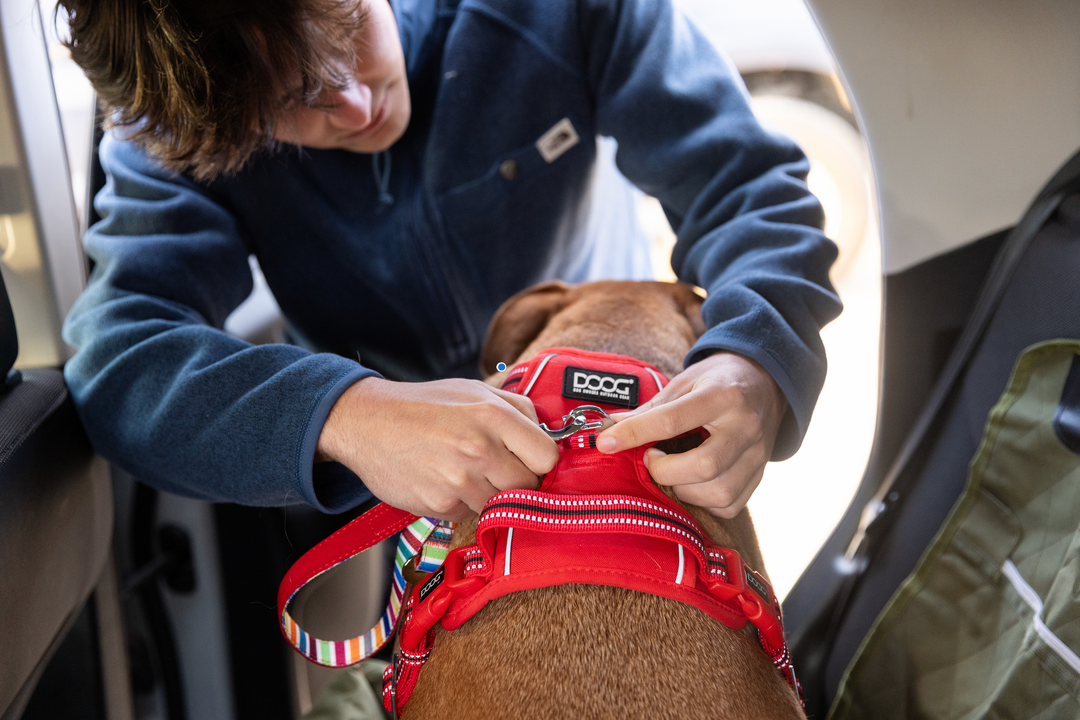 DOOG Neotech Dog Harness
