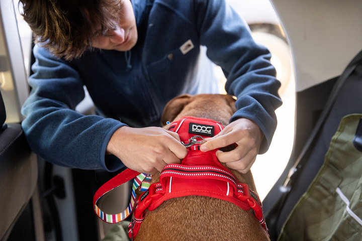 DOOG Neotech Dog Harness