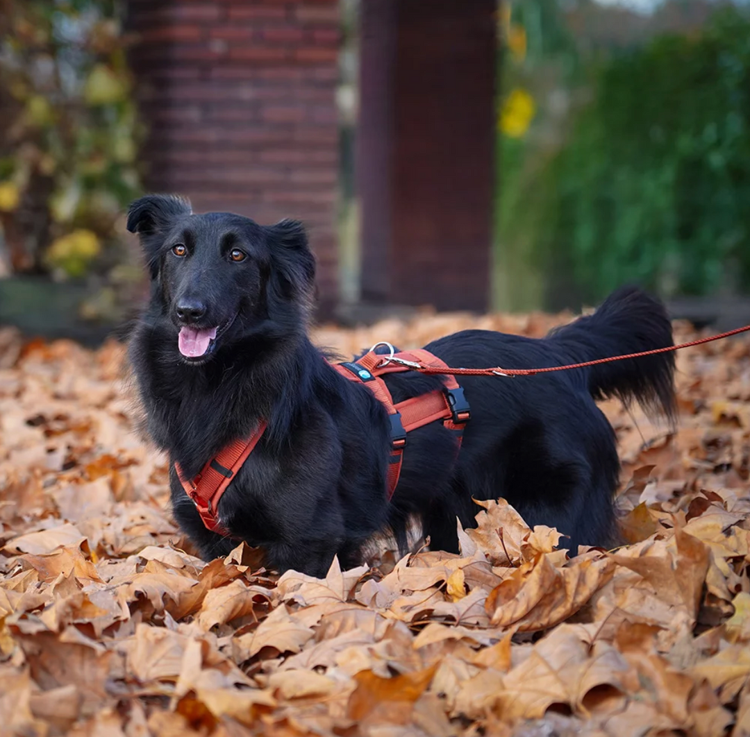 Anny.x Harness Safety (Escape Proof)