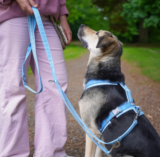Anny.x Harness Fun