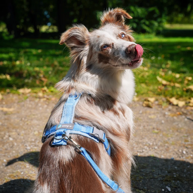 Anny.x Harness Fun