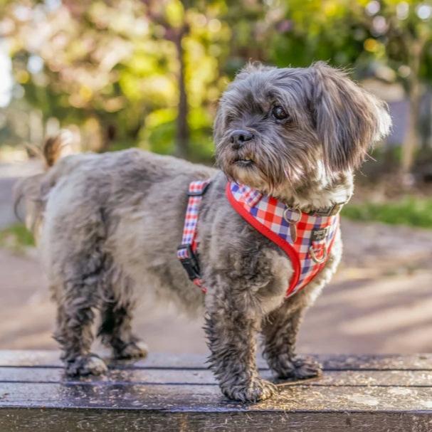 Dizzy Dog Harness