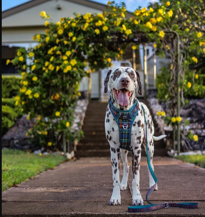 Reflective Step In Easy Reach Handle Harness