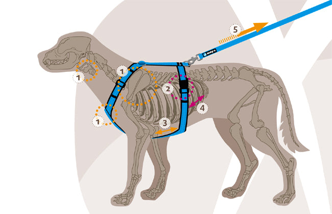 Anny.x Harness Fun (Discontinued Colours)