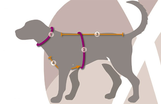 Anny.x Harness Fun (Discontinued Colours)