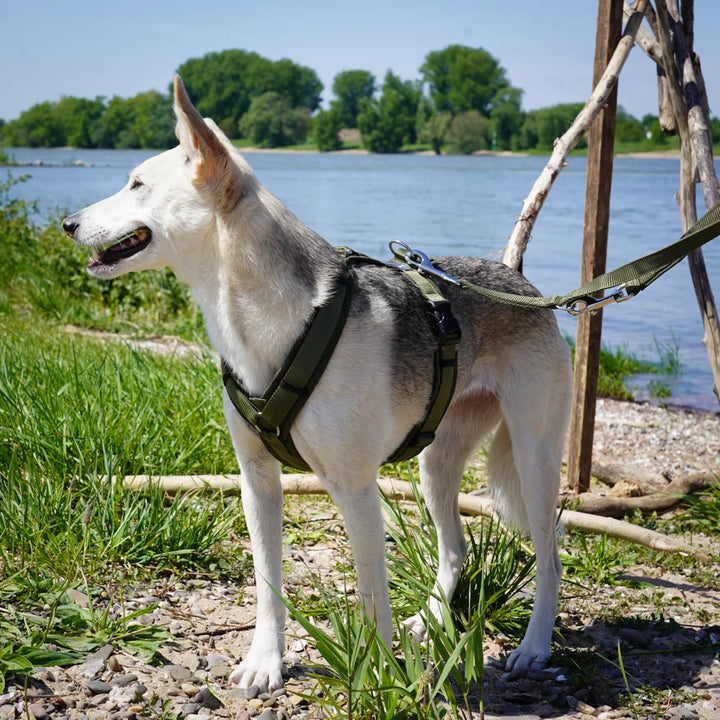 Anny.x Harness Fun